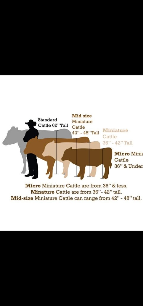 Highland cattle size reference chart showing height ranges by category