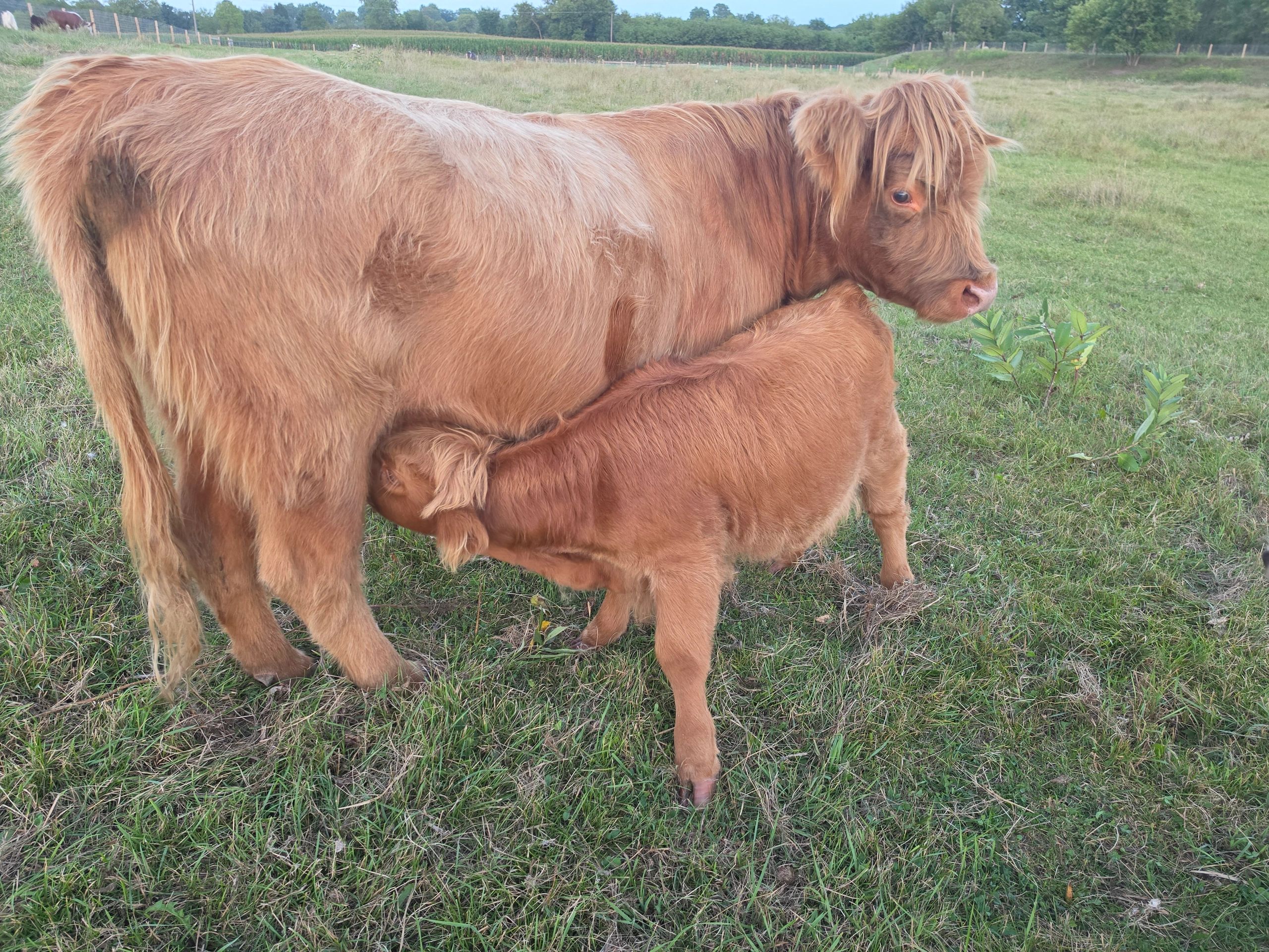 Highland cow with nursing calf in pasture