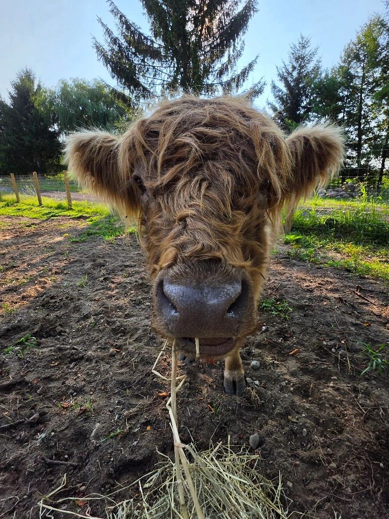 Close-up Highland cattle portrait