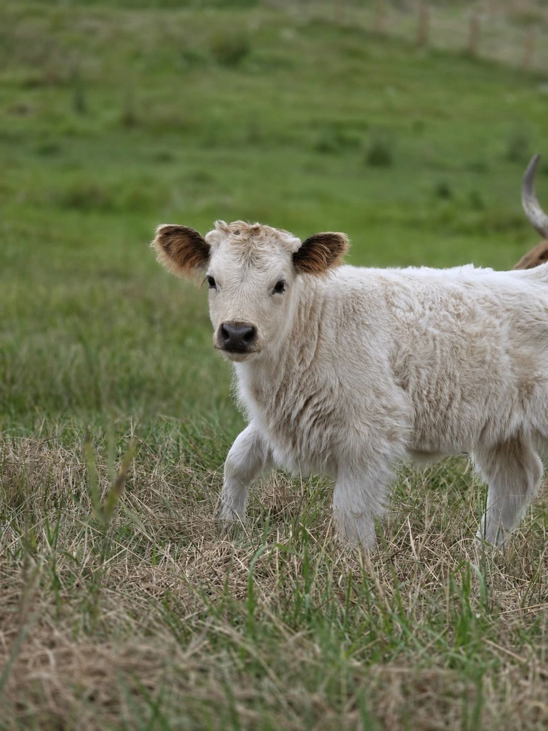 Young white calf in green pasture