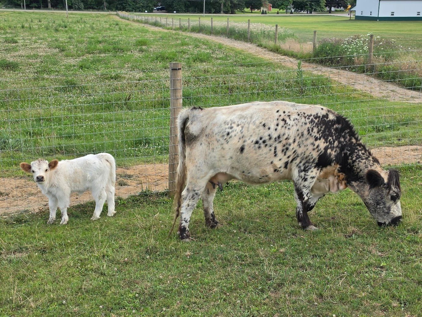 Cattle grazing near farm buildings