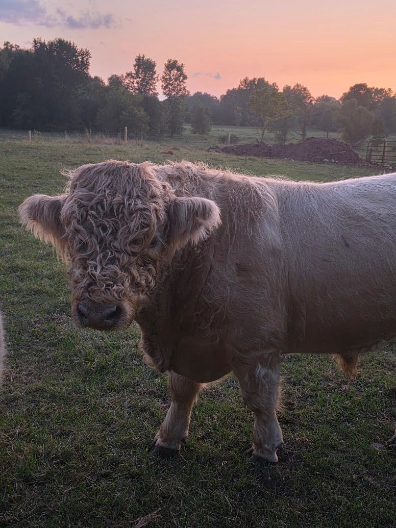 Shaggy Highland cow in golden hour light