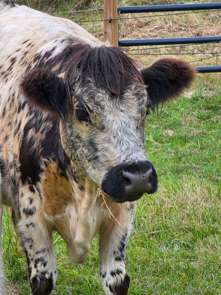 Black and white spotted cow at farm gate